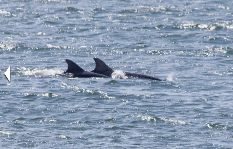 Niecodzienny widok. Para delfinów odwiedziła Zatokę Gdańską (WIDEO) - GospodarkaMorska.pl