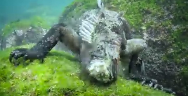 „Godzilla” z głębin. Niesamowite wideo - GospodarkaMorska.pl