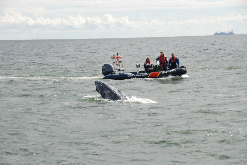 Akcja uwolnienia wieloryba na Zatoce Gdańskiej (wideo) - GospodarkaMorska.pl