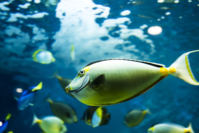 Około 450 gatunków ryb może zmieniać swoją płeć - GospodarkaMorska.pl