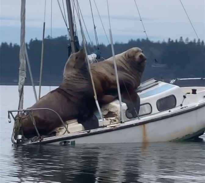 Dwa gigantyczne lwy morskie wylegują się na małej łodzi (foto, wideo)