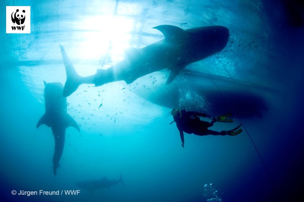 Rekiny i płaszczki - poznaj 5 sposobów, w jakie pomagają planecie, innym zwierzętom i ludziom - GospodarkaMorska.pl