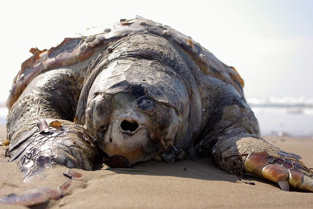 Sri Lanka: Setki martwych zwierząt morskich wyrzuconych na brzeg po katastrofie statku - GospodarkaMorska.pl